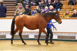 Lot  1328 TDM 494Tattersalls