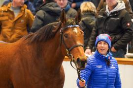 Lot  1328 TDM 562Tattersalls