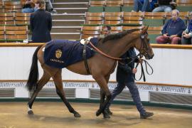 Lot  1330 THIT 3573Tattersalls