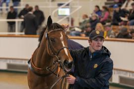 Lot  1330 THIT 3604Tattersalls