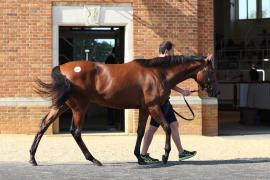 Lot  133 TSS4494Tattersalls