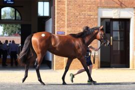 Lot  133 TSS4523Tattersalls