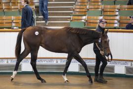 Lot  1342 TBK3 1503Tattersalls