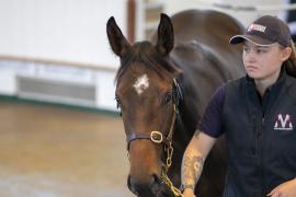 Lot  1342 TBK3 1518Tattersalls