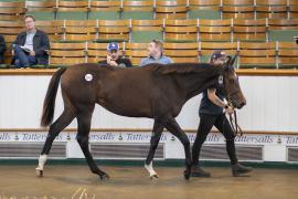 Lot  1342 TBK3 1532Tattersalls