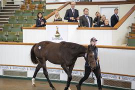 Lot  1342 TBK3 1628Tattersalls