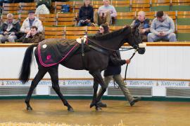 Lot  134 SHIT855Tattersalls