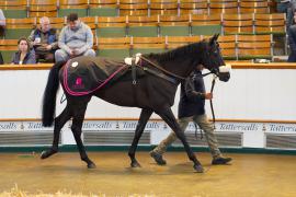 Lot  134 SHIT943Tattersalls