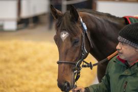 Lot  1356 THIT 3661Tattersalls