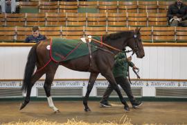 Lot  1356 THIT 3664Tattersalls