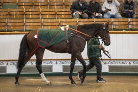 Lot  1356 THIT 3670Tattersalls