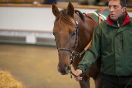 Lot  1358 THIT 3767Tattersalls