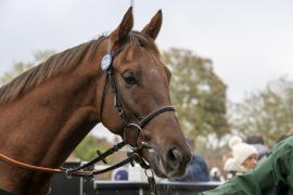 Lot  1358 THIT 3916Tattersalls