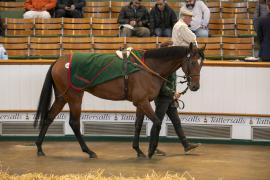 Lot  1359 THIT 4040Tattersalls