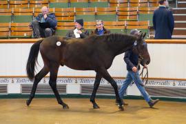 Lot  135 TDY 1223Tattersalls