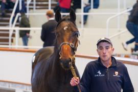 Lot  135 TDY 1239Tattersalls