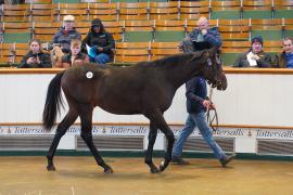 Lot  135 TDY 1250Tattersalls