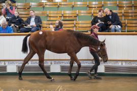 Lot  1362 TBK3 1686Tattersalls