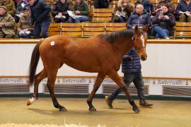 Lot  1367 TDM 672Tattersalls