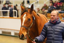 Lot  1367 TDM 689Tattersalls