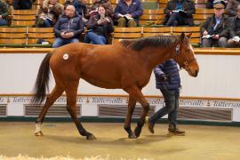 Lot  1367 TDM 706Tattersalls