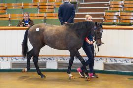 Lot  137 TDY 1515Tattersalls