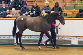 Lot  137 TDY 1522Tattersalls