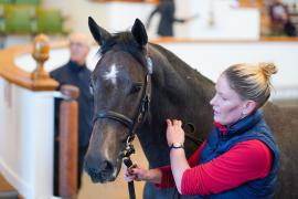 Lot  137 TDY 1546Tattersalls