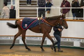 Lot  1381 THIT 4067Tattersalls