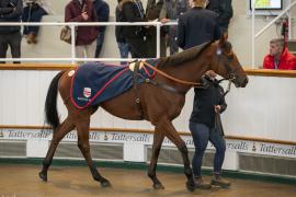 Lot  1381 THIT 4077Tattersalls