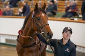 Lot  1381 THIT 4092Tattersalls