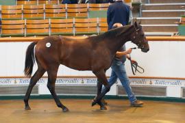 Lot  1383 TBK2026Tattersalls