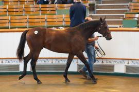 Lot  1383 TBK2027Tattersalls