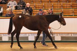 Lot  138  T B K1 4620 Tattersalls