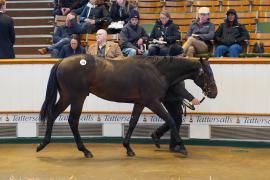 Lot  138 TDY 1277Tattersalls