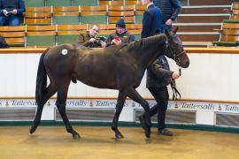 Lot  138 TDY 1468Tattersalls