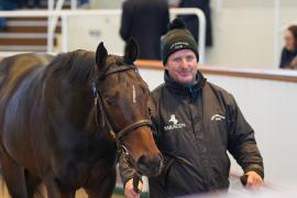 Lot  138 TDY 1479Tattersalls