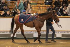 Lot  138 THIT 0561Tattersalls