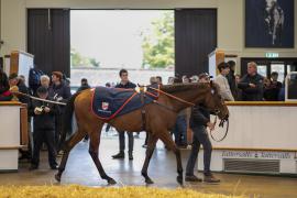 Lot  138 THIT 0600Tattersalls