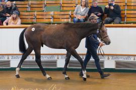 Lot  1390 TBK2052Tattersalls