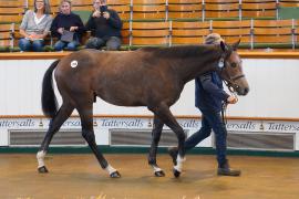 Lot  1390 TBK2059Tattersalls