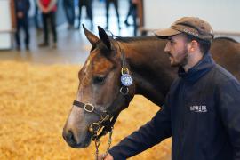 Lot  1390 TBK2112Tattersalls