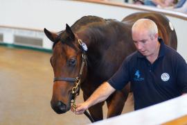 Lot  1392 TBK2050Tattersalls