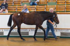 Lot  1392 TBK2061Tattersalls