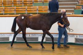 Lot  1392 TBK2092Tattersalls