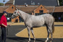 Lot  139 5807Tattersalls