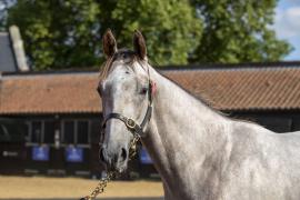 Lot  139 TBK1 3755Tattersalls