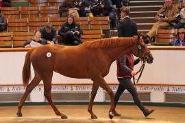 Lot  139 T B K1 4720 Tattersalls