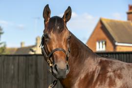 Lot  140 0921 TBK1Tattersalls