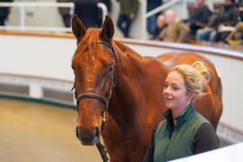 Lot  140 TDY 1339Tattersalls